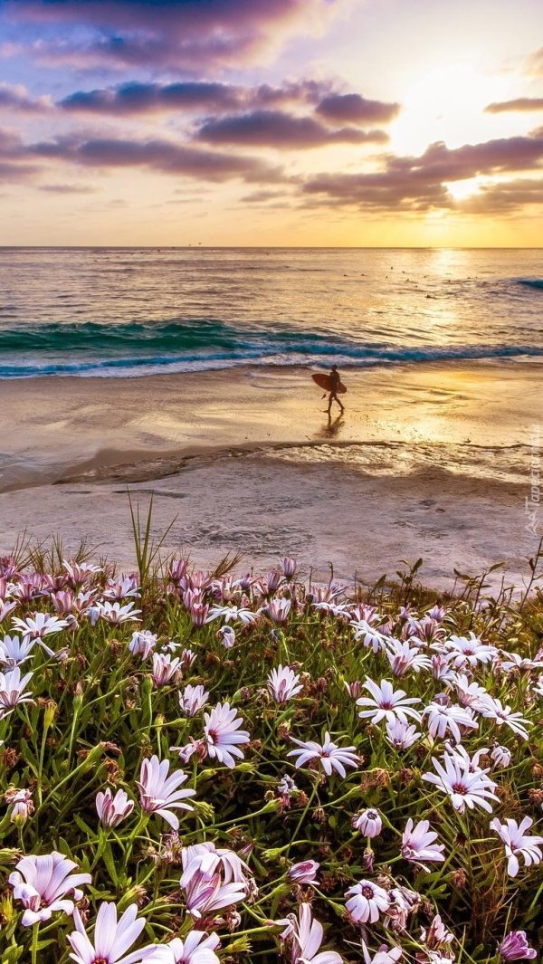 тихий океан калифорния