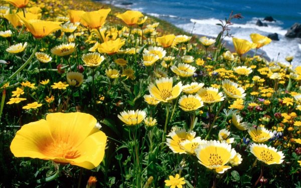 эшшольция золотая