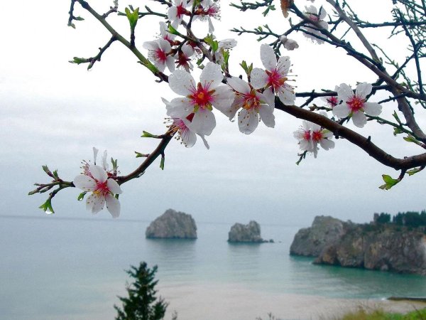 цветение миндаля