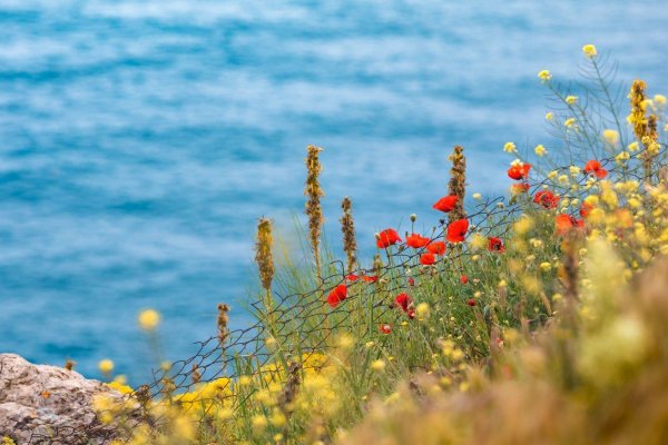 алые маки иссыккуля