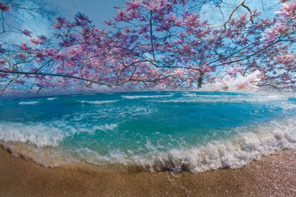 сакура на берегу