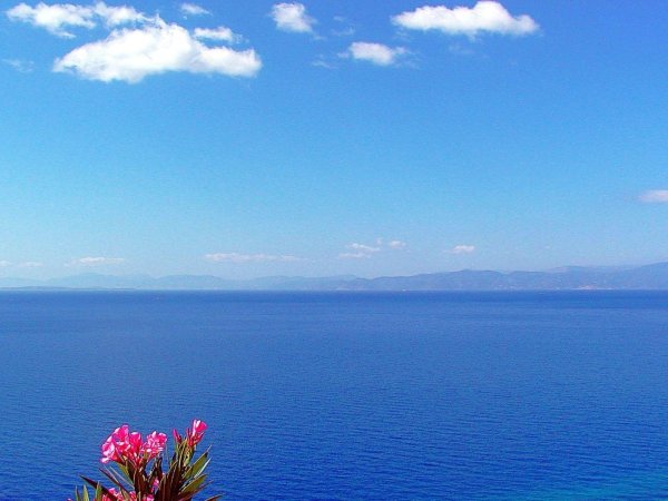 цветы в турции