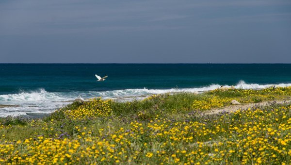 кипр ларнака природа