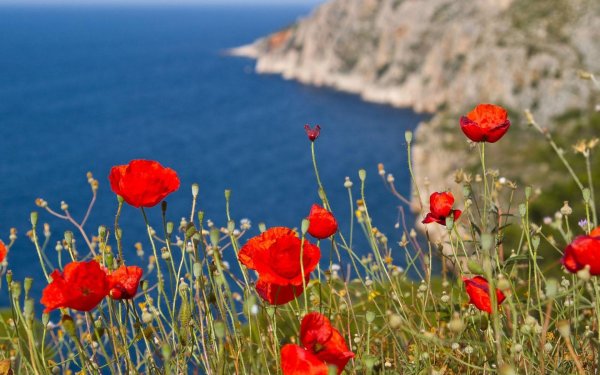 алые маки иссыккуля