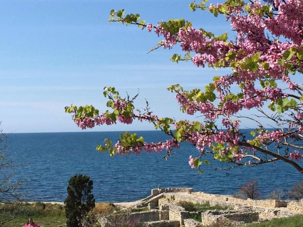 цветет церцис севастополь