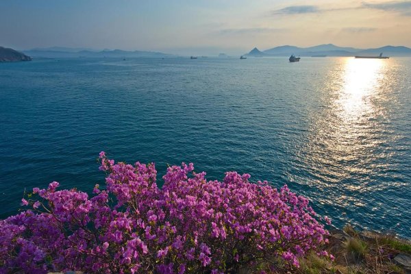 багульник приморский