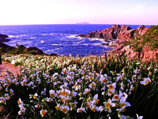 нарциссы море