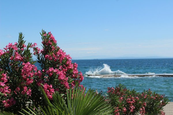 куст олеандр сочи