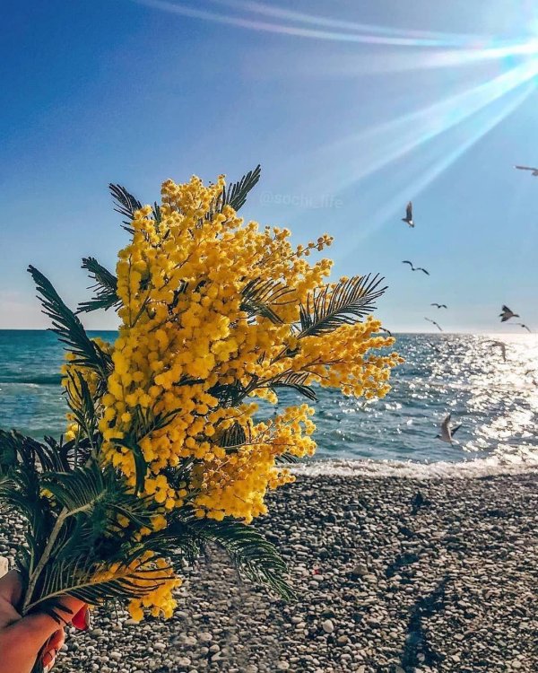 мимоза акация абхазия