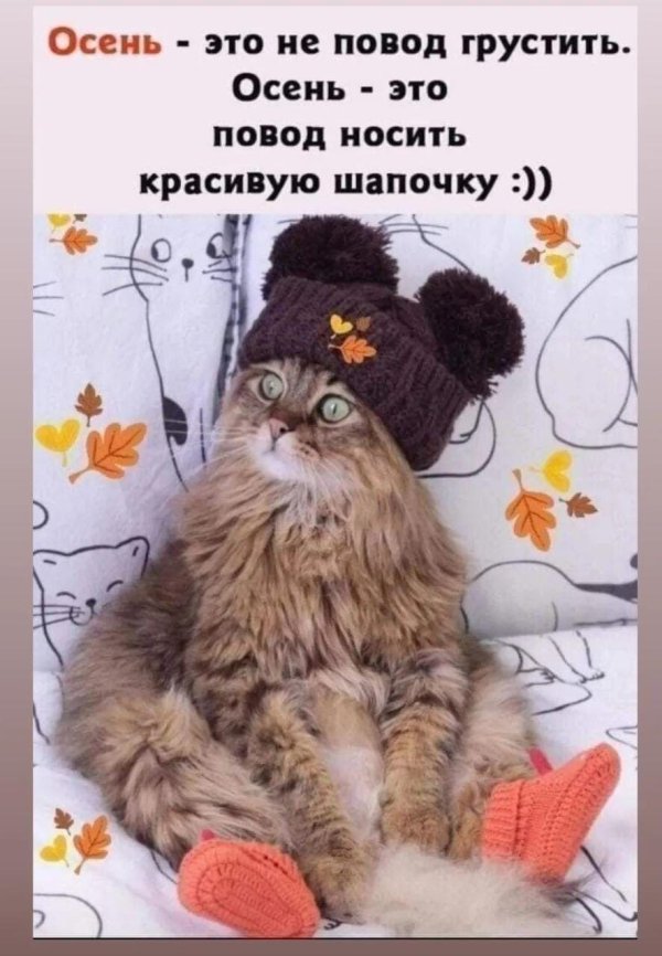 котенок в шапочке