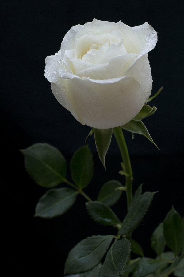 бутон белой розы