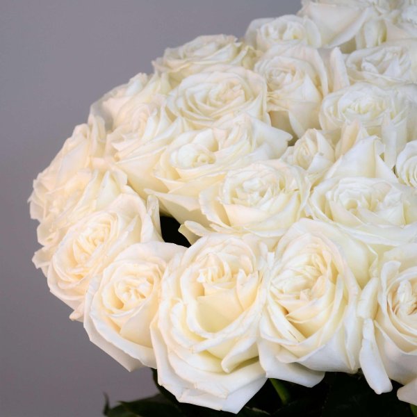 шикарный букет белых роз