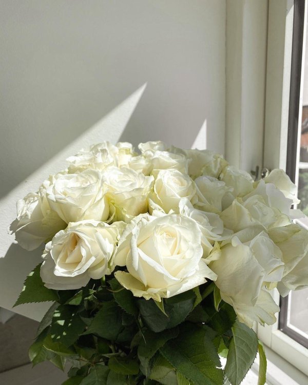 роза мондиаль