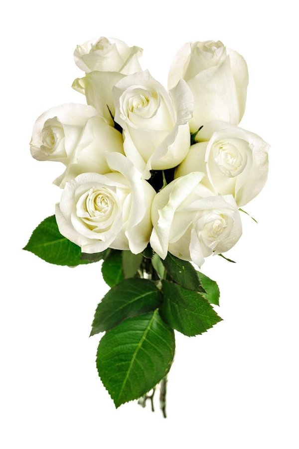 про белую розу