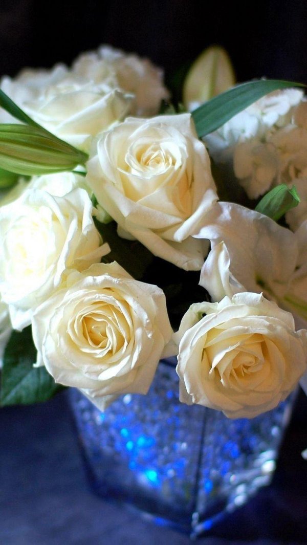 роза чайногибридная аваланш