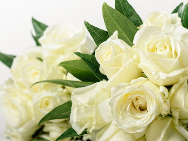 открытка с белыми розами