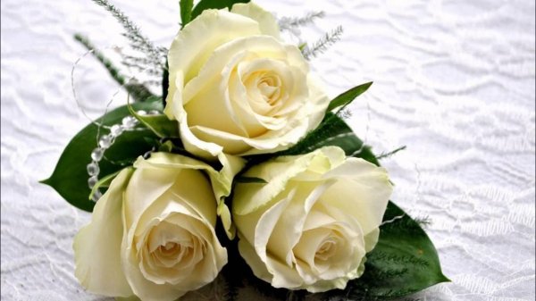 открытка с белыми розами