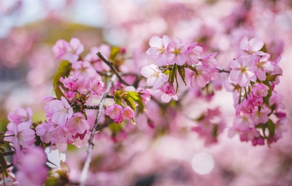 весенняя сакура