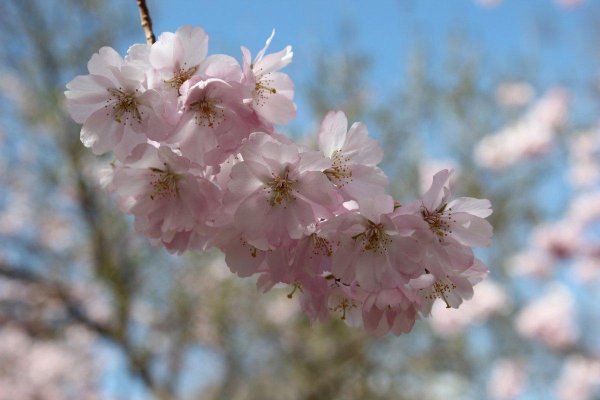 цветение сакуры