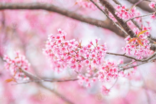 sakura cherry blossom