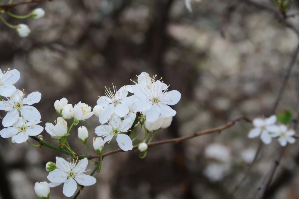 весенние цветы белые