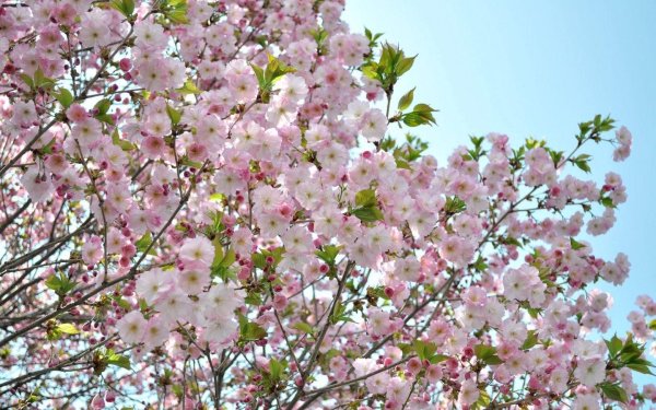 яблоня черри блоссом