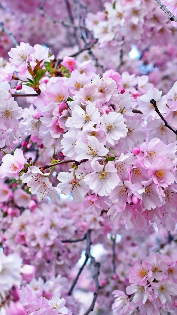 цветущая сакура