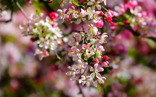 яблоня весной