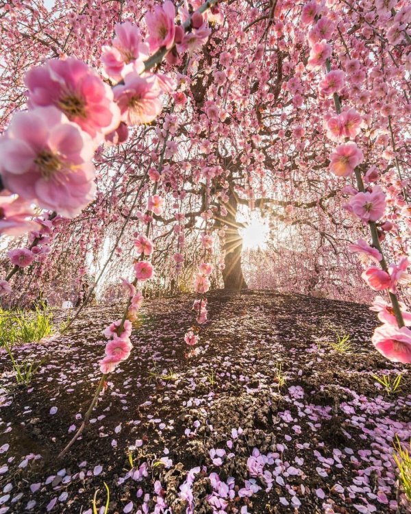 красивые цветущие деревья