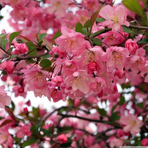 недзвецкого яблоня