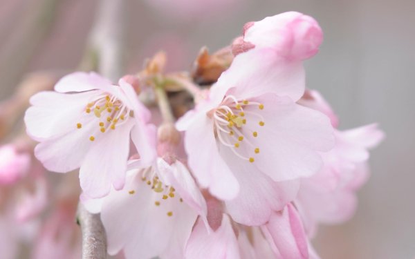 цветы сакуры геншин