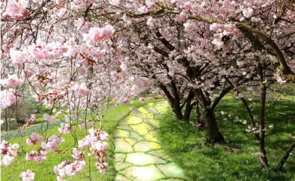 cherry blossom tree