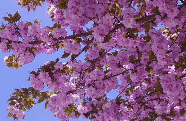 дерево розовое