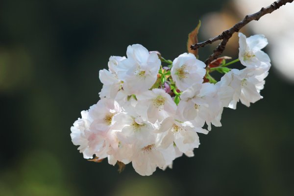 ветка цветущей вишни