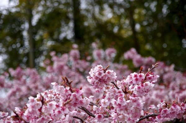 цветущее вишневое дерево