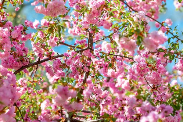 вишня мелкопильчатая кикушидаре