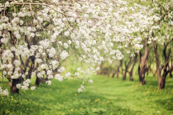 ясная поляна яблони цветут