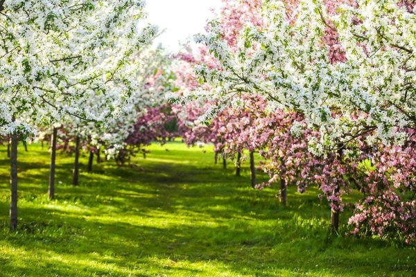 яблоневый сад коломенское