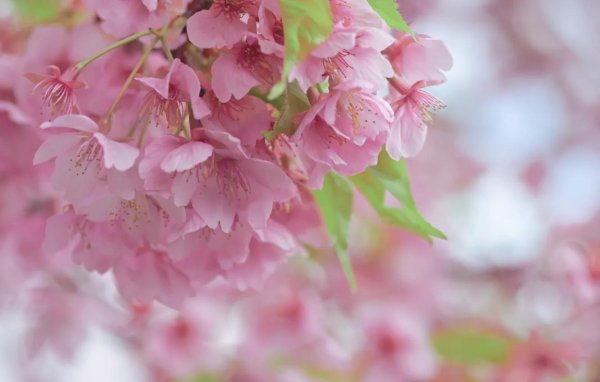 цветки вишни