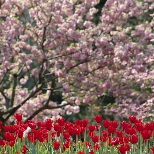 цветут сады