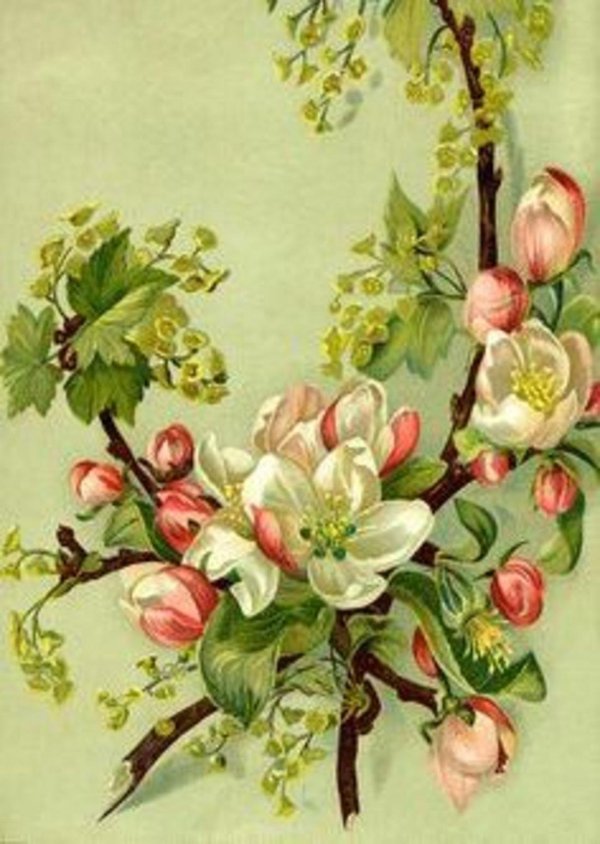 цветущая ветка яблони
