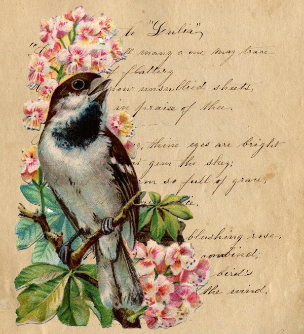 птицы винтаж