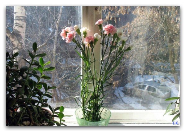 кустовая гвоздика