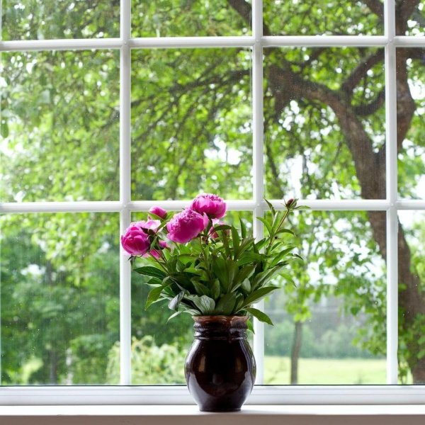 пионы у окна