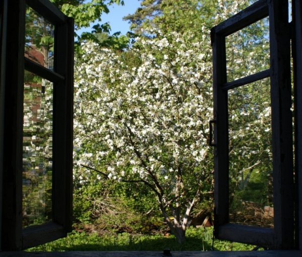 цветет яблоня