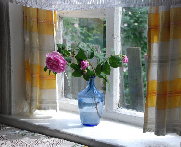 роза в вазе