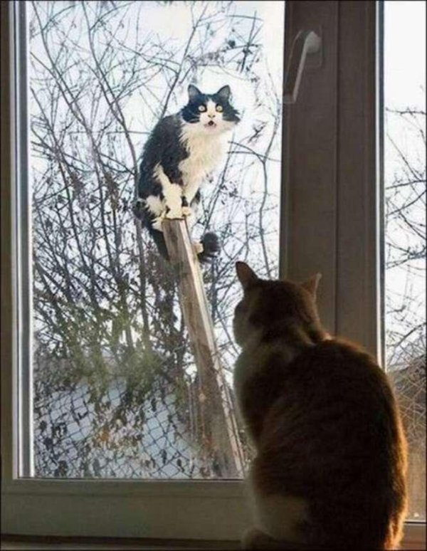 кот за окном
