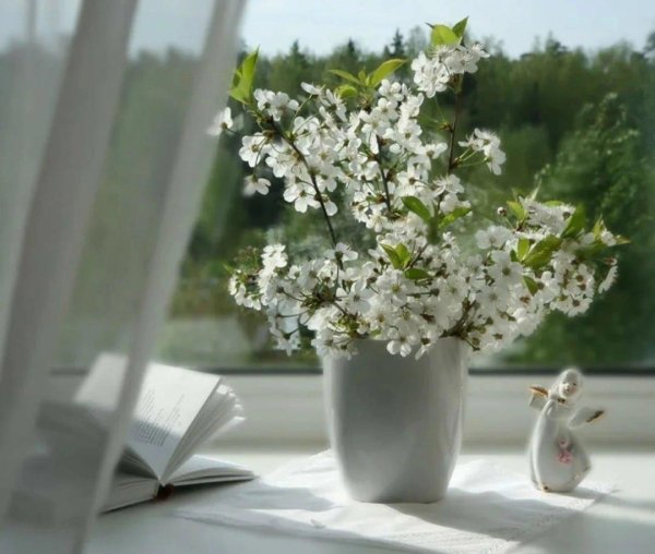 цветет вишня