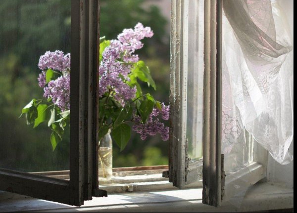 сирень под окном