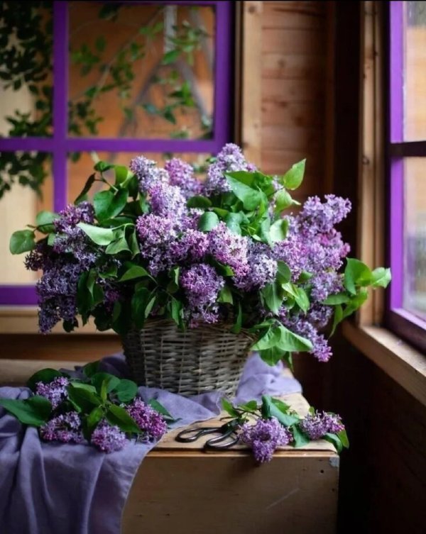 букет сирени